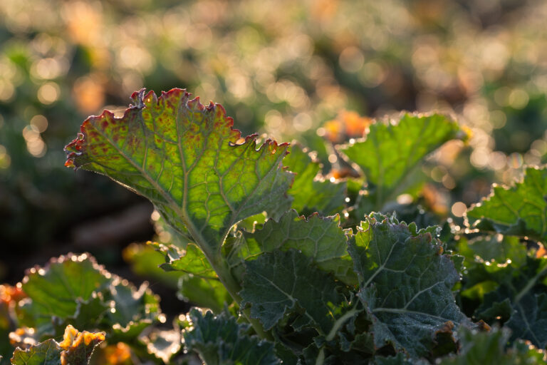 Liść rzepaku ozimego z kroplami rosy w porannym słońcu – świeżość i natura